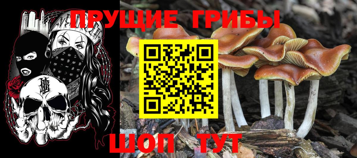 Псилоцибиновые грибы прущие грибы  Псилоцибиновые грибы мицелий  Вход с VPN  Серов 